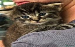 Ragdoll cats for sale: Mixed Ragdoll Kitten - Image 1