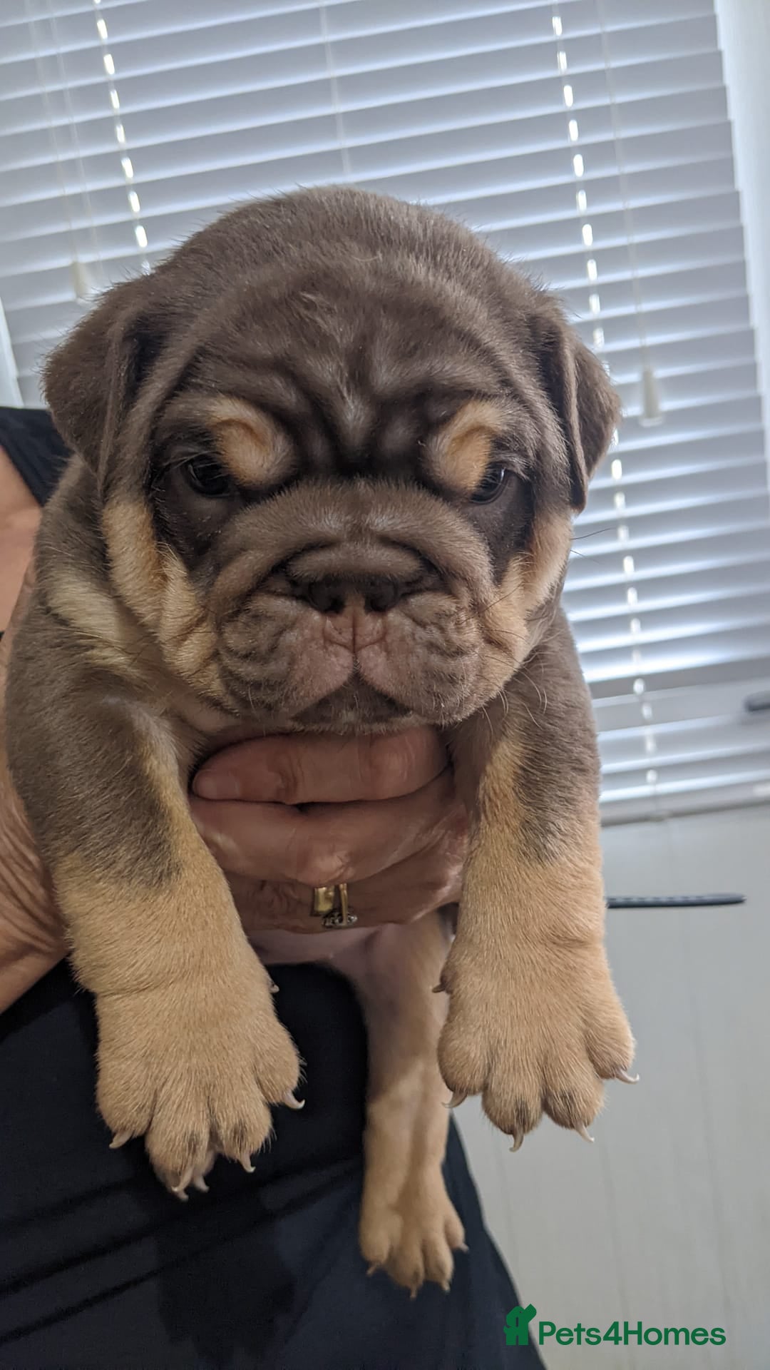 English Bulldog dogs for sale: English bull dogs  - Image 26