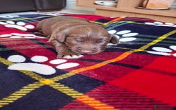 Sprocker dogs for sale: Sprocker puppies - Image 2