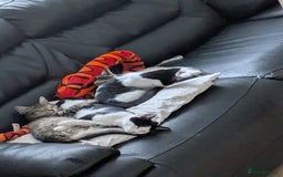 Domestic Shorthair cats for sale: Kind Homes Only – 4 Beautiful Healthy Kittens in Edgware - Image 15