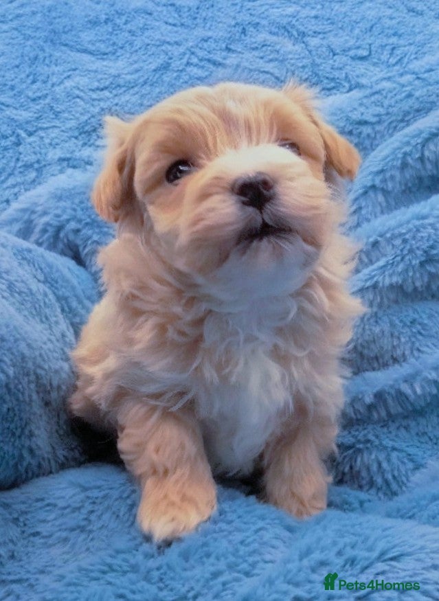 Maltipoo dogs F1 Maltpoo From Quality Champion KC's Health Tests - Advert 8