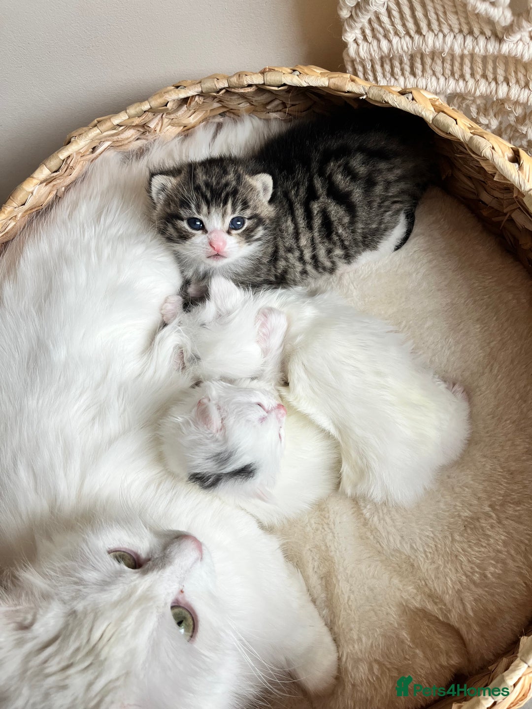 Siberian cats for sale: Three Fluffy Kittens - Advert 3