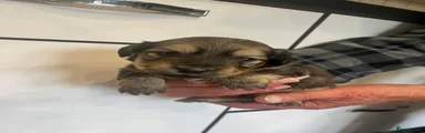 Doxiepoo 3