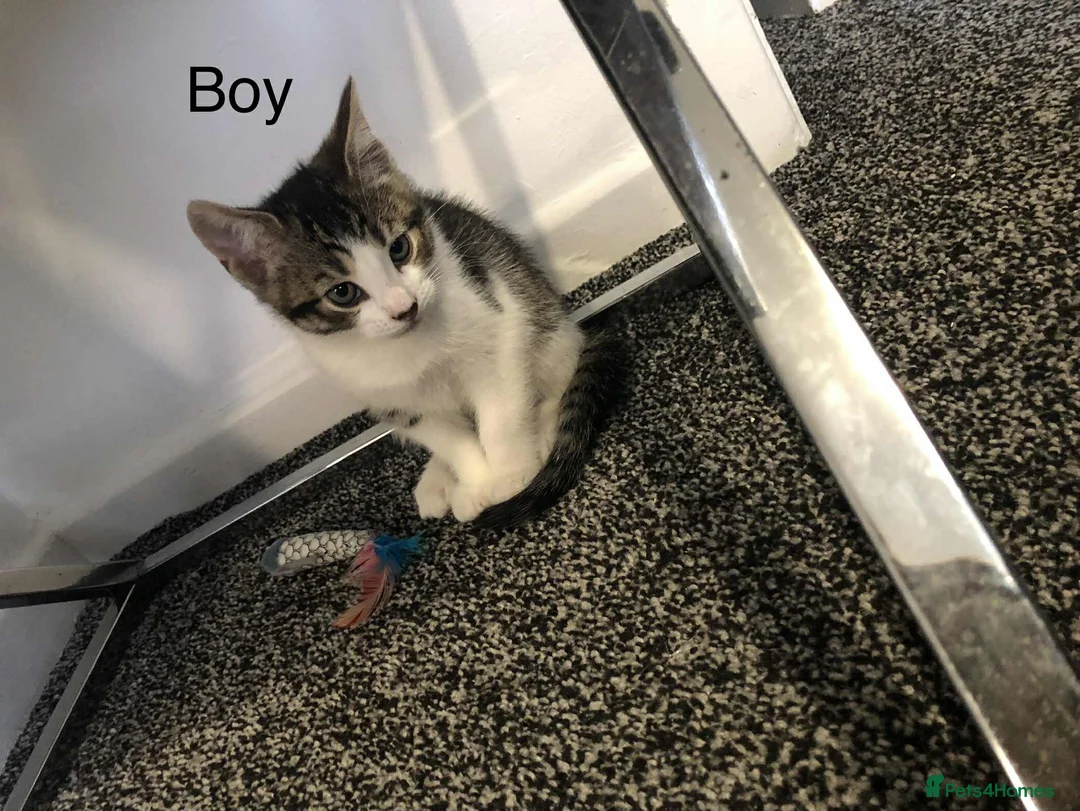 Mixed Breed cats for sale: Mixed breed - Advert 2