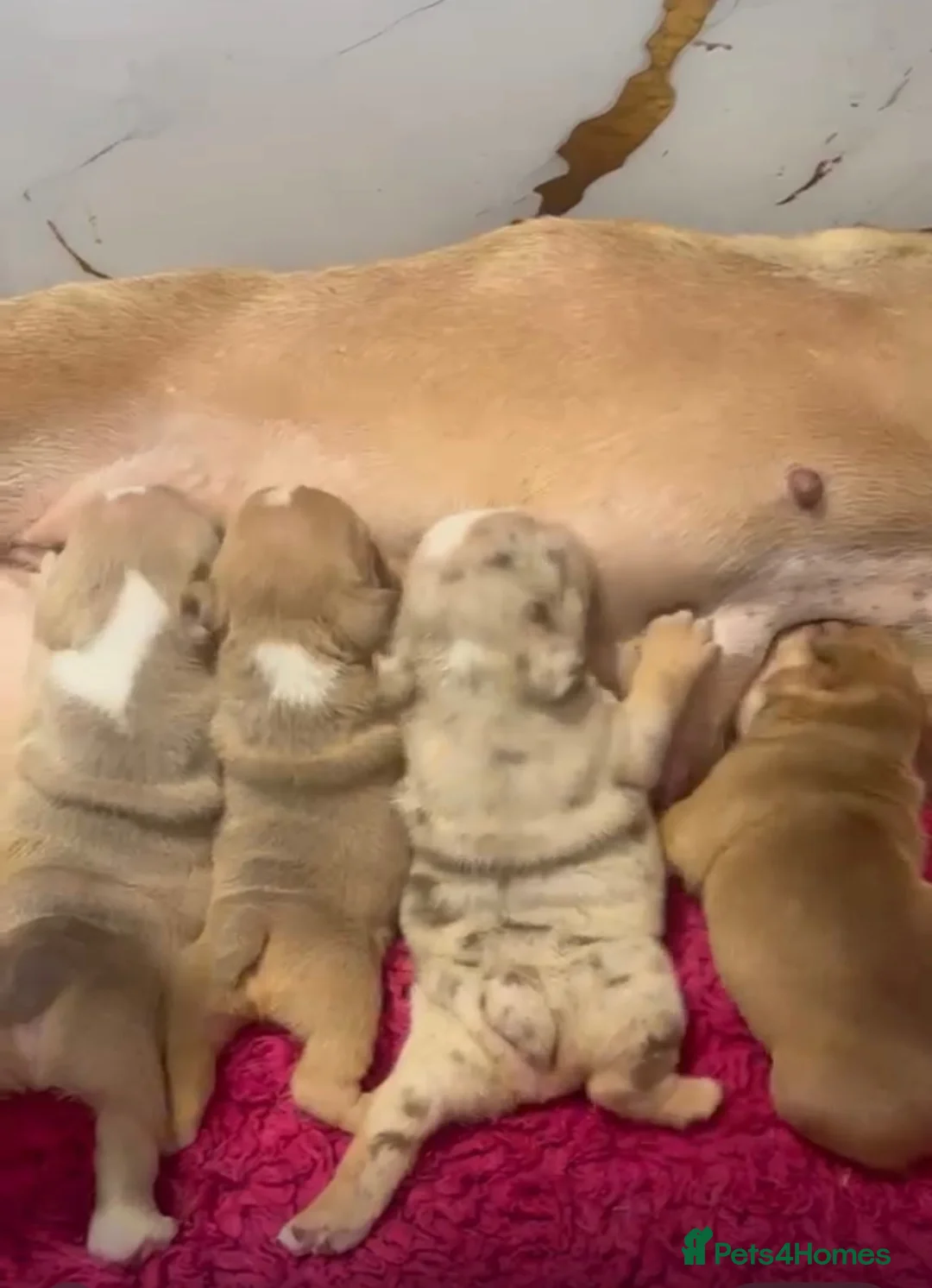 English Bulldog dogs for sale: 3wk old English bulldog puppies  - Advert 1
