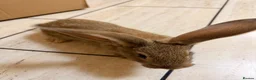 Flemish rabbits for sale: World largest rabbit  - Advert 4