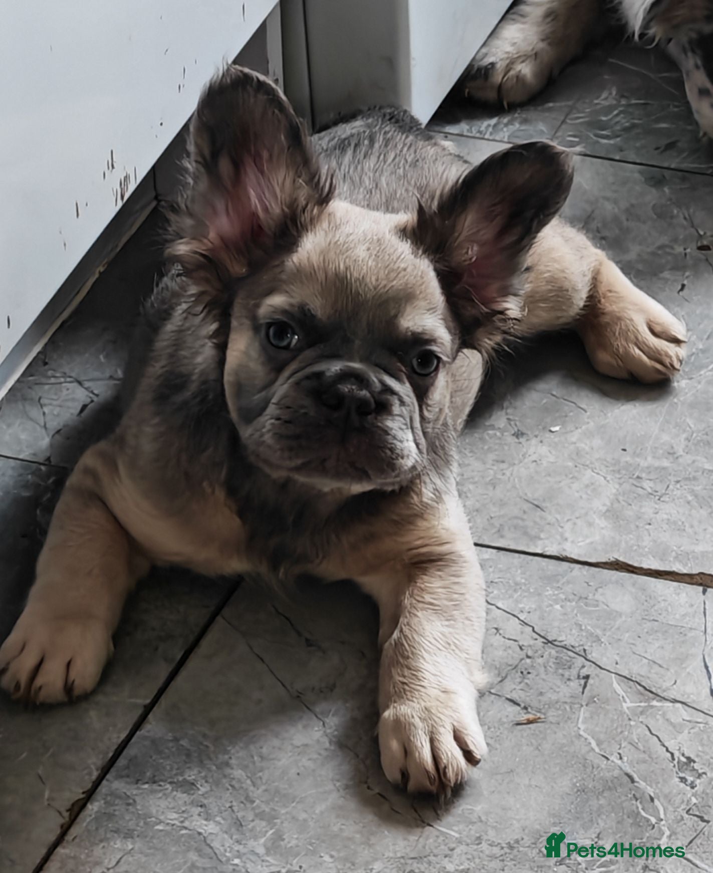 French Bulldog dogs Price reduced Fluffy French Bulldogs - Advert 2