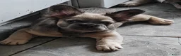 French Bulldog dogs for sale: Price reduced Fluffy French Bulldogs - Advert 10