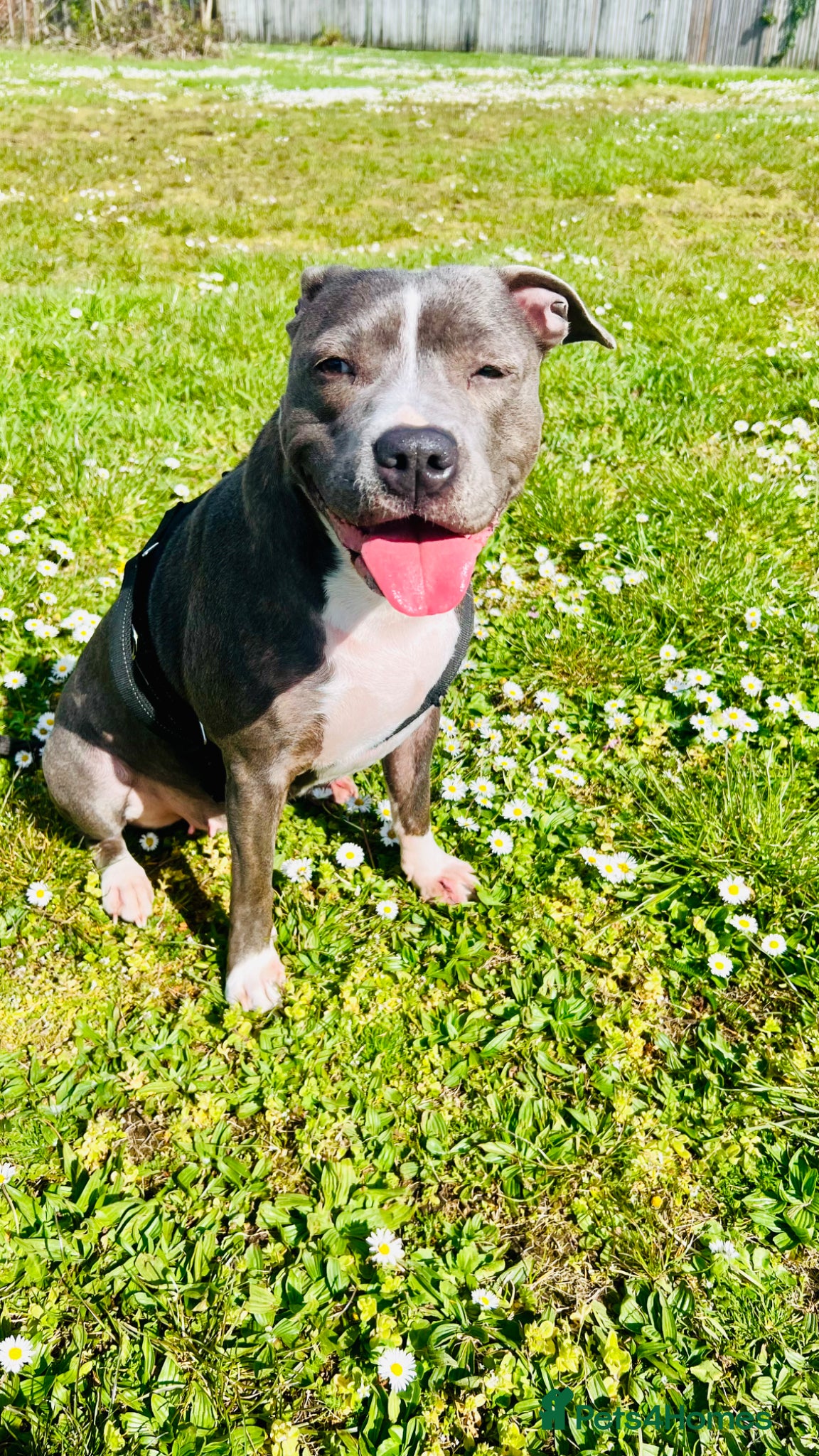 Staffordshire Bull Terrier dogs for sale: Beautiful Blue Staffordshire Bull Terrier Puppy - Advert 2