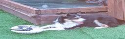 Border Collie dogs for stud: Welsh collie tri colour  - Advert 8