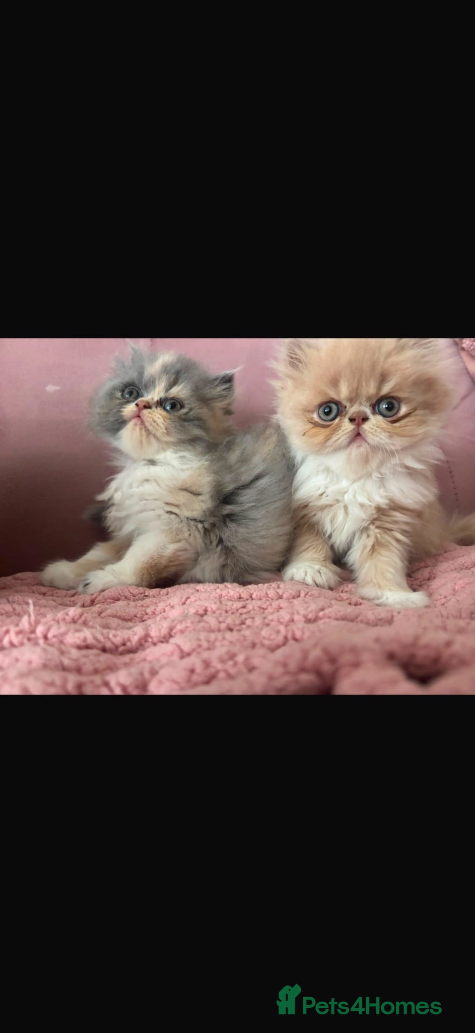 Persian cats Beautiful Persian kittens - Advert 2