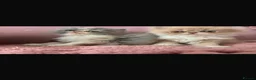 Persian cats for sale: Beautiful Persian kittens - Advert 3