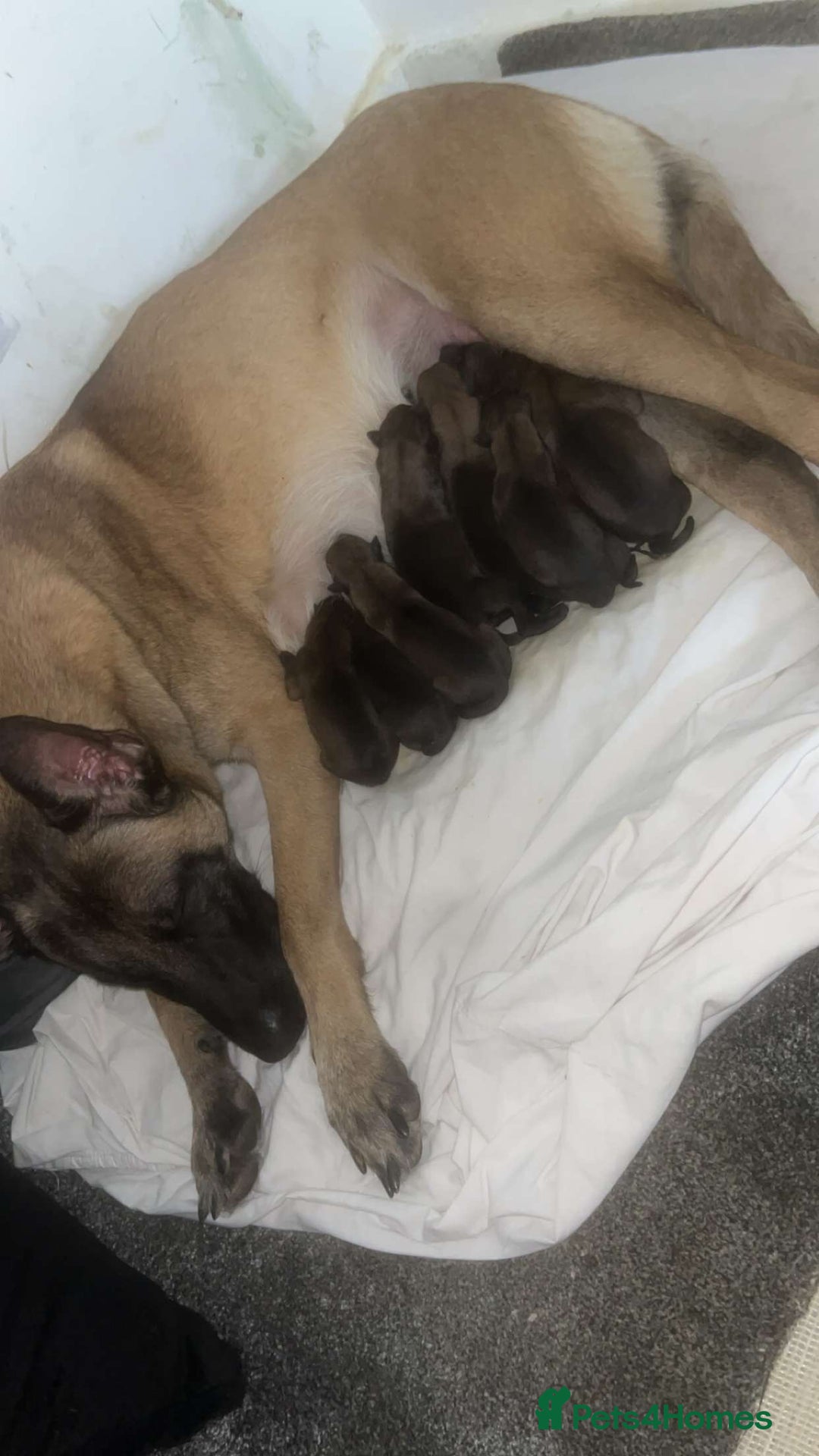 Belgian Shepherd Dog dogs for sale: Belgian malinois pups  - Advert 4