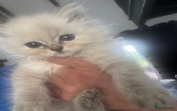 Ragdoll cats for sale: Champion bloodlines Ready for their loving homes - Image 19