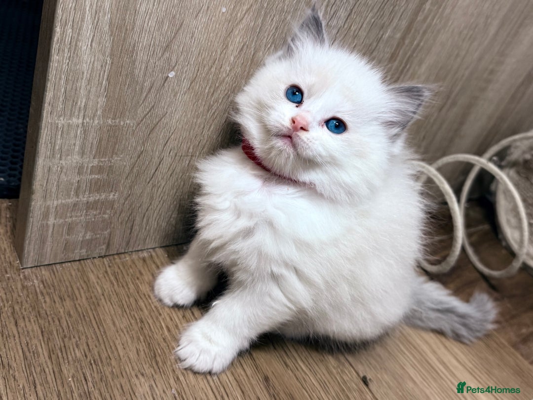 Ragdoll cats for sale: 💕🏅GCCF reg. Champ blood Beautiful Ragdolls 🏅💕 - Advert 1