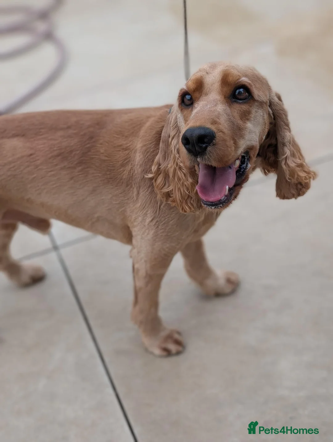 Cocker Spaniel dogs for sale: Experienced Confident Home Required  - Advert 2