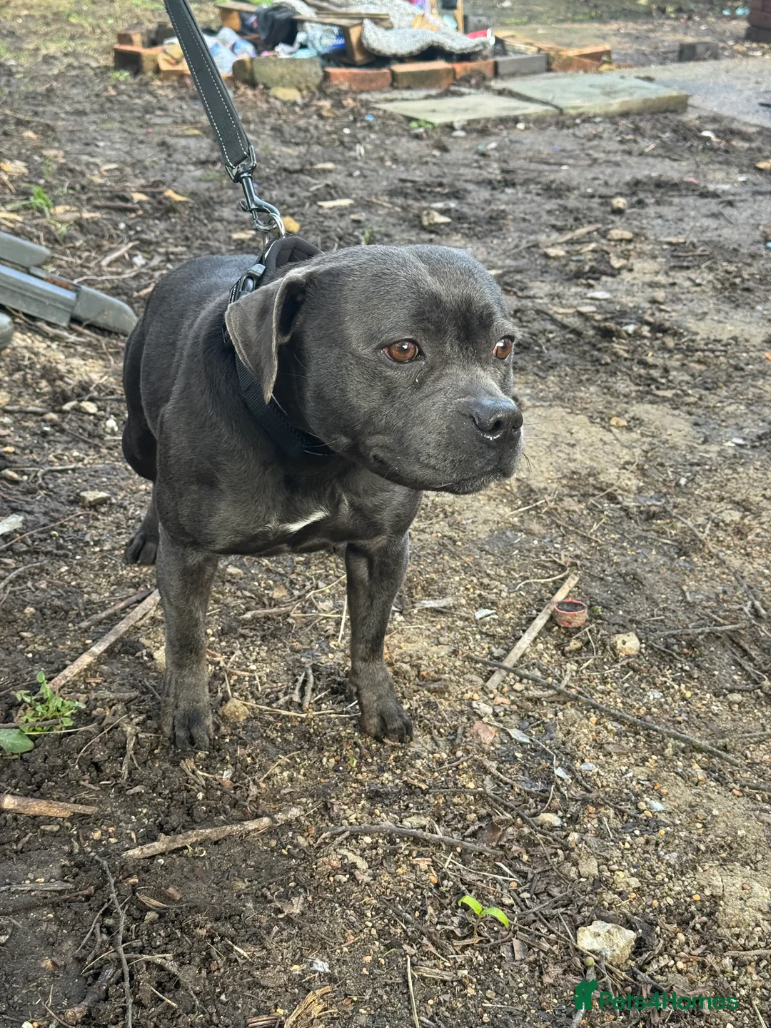 Staffordshire Bull Terrier dogs for sale: Kc reg 2.5year female  - Advert 3