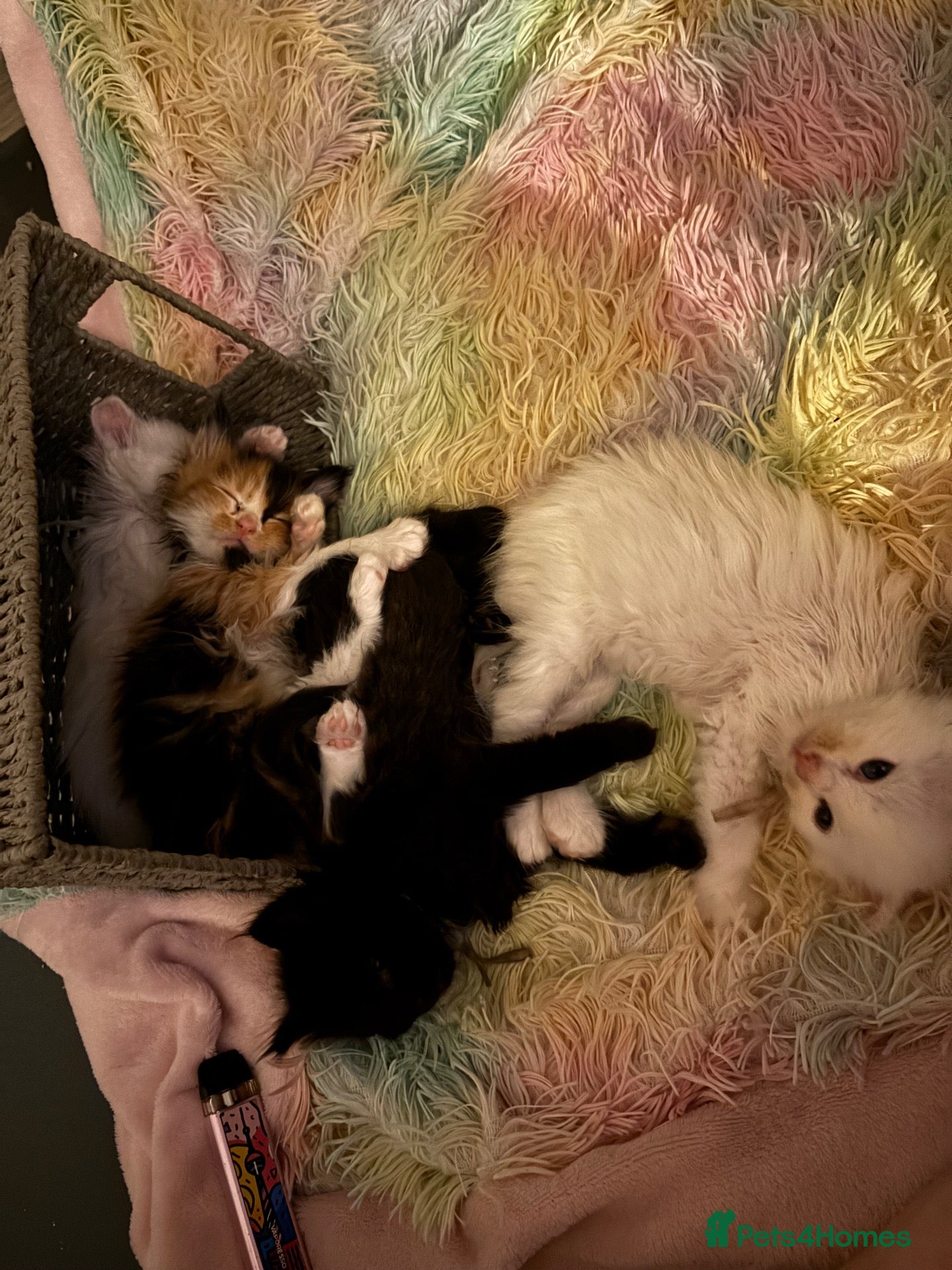 Maine Coon cats PRICE NEGOTIABLE🥰Beautiful mainecoonx ragdoll   - Advert 7