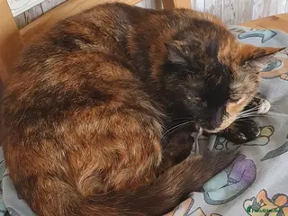 Mixed Breed cats Adorable kittens - Advert 1