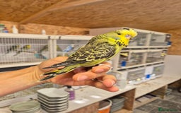 Budgerigars birds for sale: Adoption free exhibition budgie  - Image 2