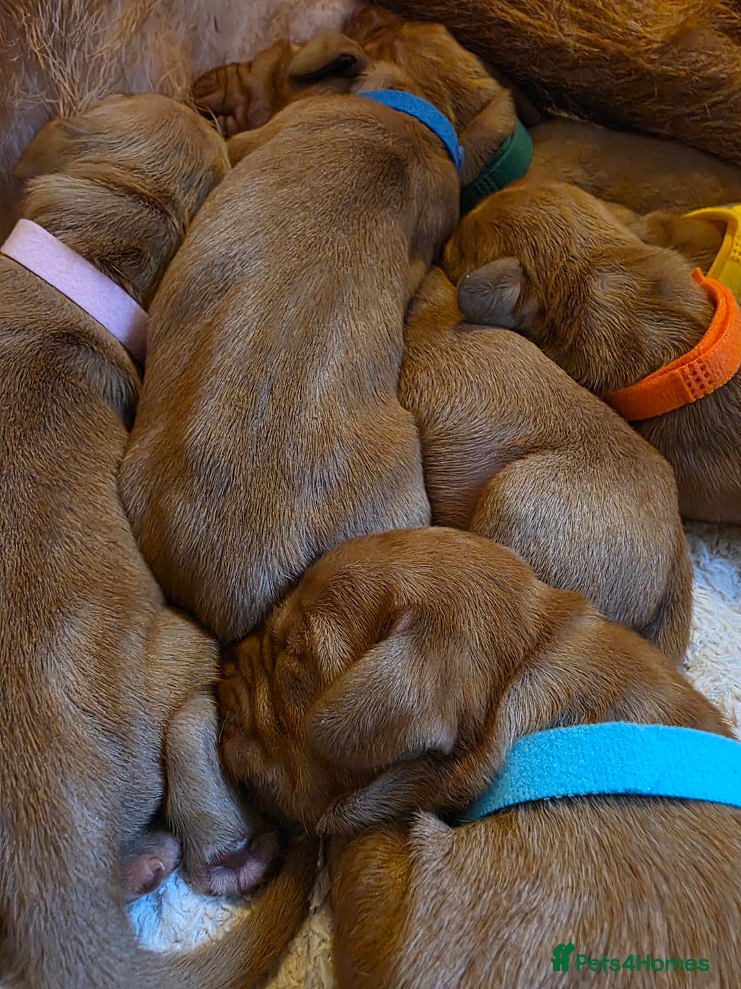 Mixed Breed dogs for sale: Hungarian vizsla cross cocker spaniel puppies - Advert 18