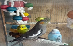 Budgerigars birds for sale: Mixed budgies and young cockatiel - Image 1