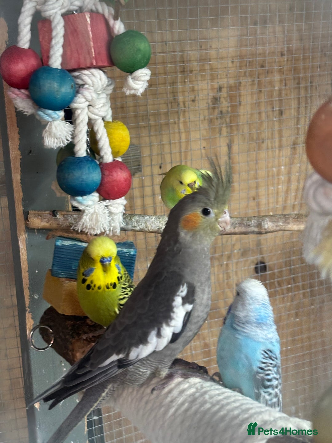 Budgerigars birds for sale: Mixed budgies and young cockatiel - Image 1