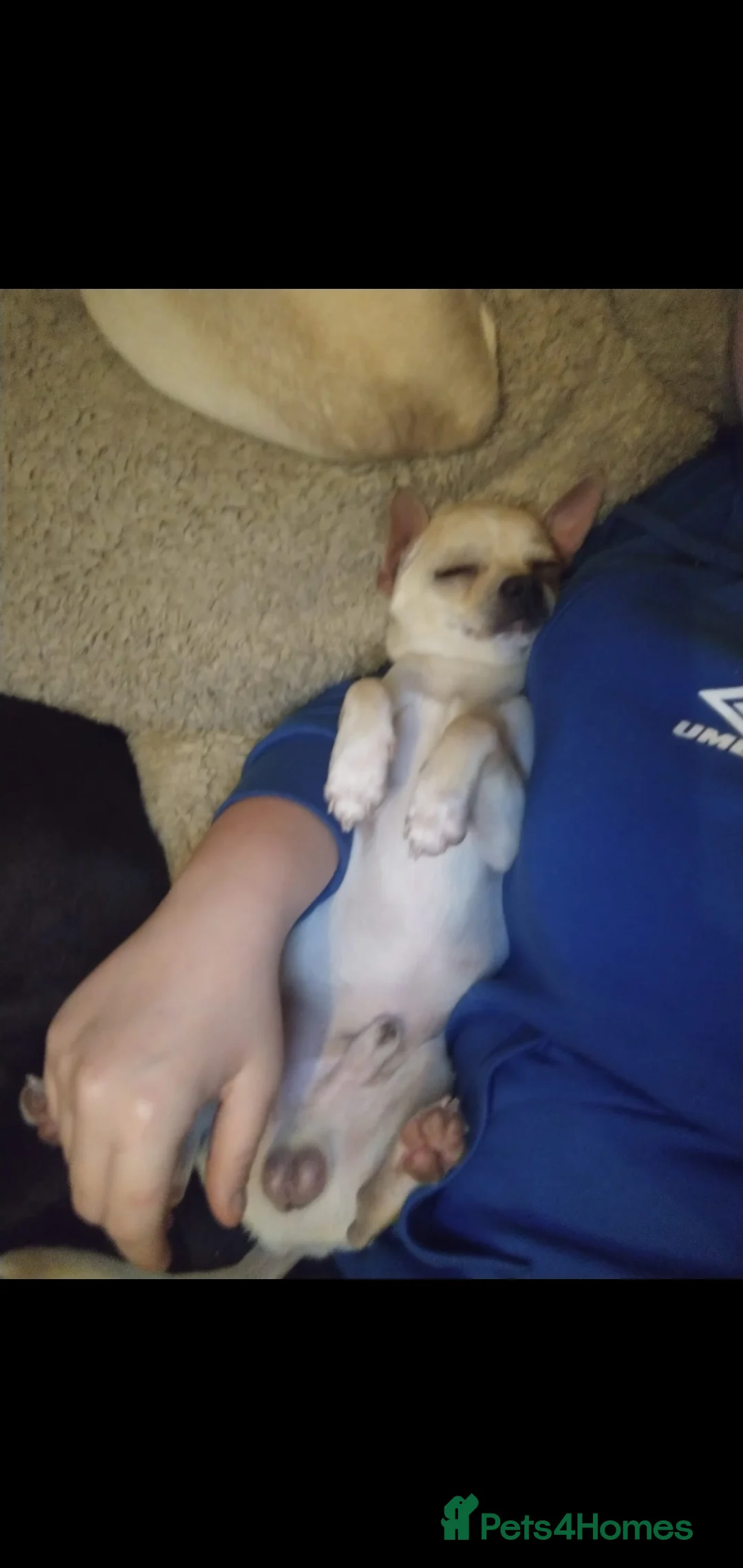 Chihuahua dogs for sale: Beautiful chihuahua - Advert 2