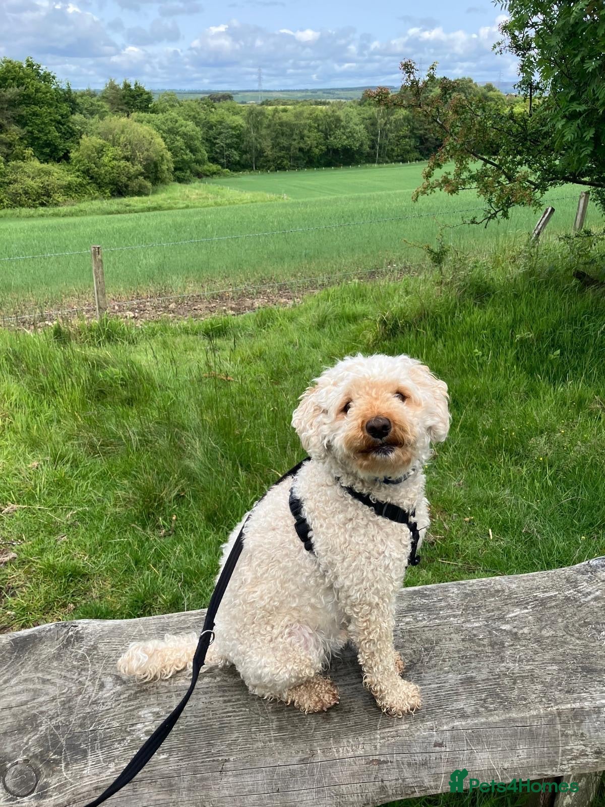 Cavapoo dogs 5 Year Old Male Cavapoo F1b Looking To Be Rehomed - Advert 5