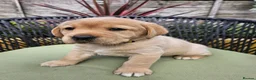 Labrador Retriever dogs for sale: Golden Labrador Puppies - Advert 11