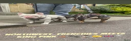 French Bulldog dogs for sale: Quality french bulldogs  - Advert 1