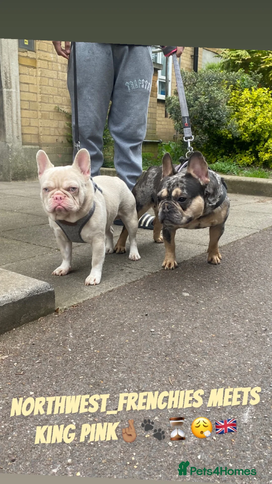 French Bulldog dogs for sale: Quality french bulldogs  - Advert 1