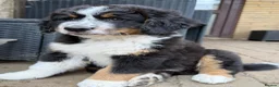 Bernedoodle dogs for sale: 2 gorgeous bernedoodle puppies available😍 - Advert 11