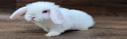 Mini Lop rabbits for sale: Mini lops shoe lines - Advert 12