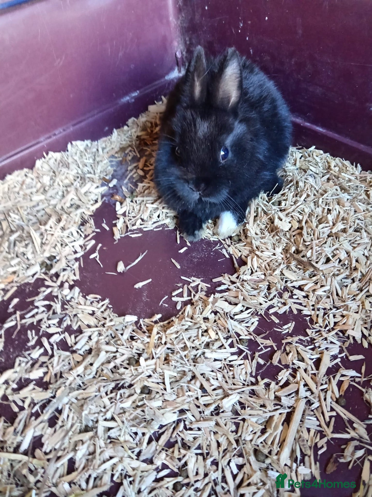 Netherland Dwarf rabbits Netherland rabbits  - Advert 8