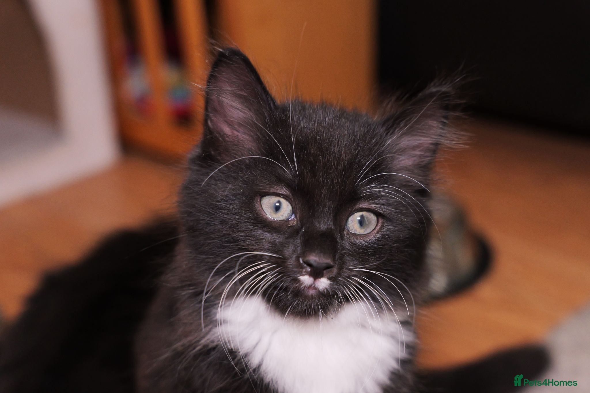 Turkish Angora cats Last Male Turkish Angora Mix Kitten - Advert 1