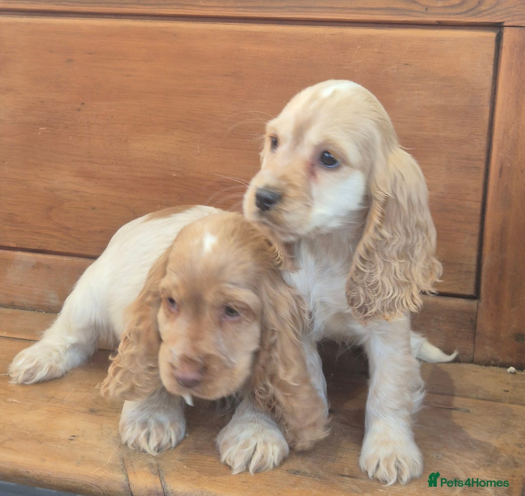 Cocker Spaniel dogs for sale: 🐾 Show-Type Cocker Spaniel Puppies 🐾 - Advert 6