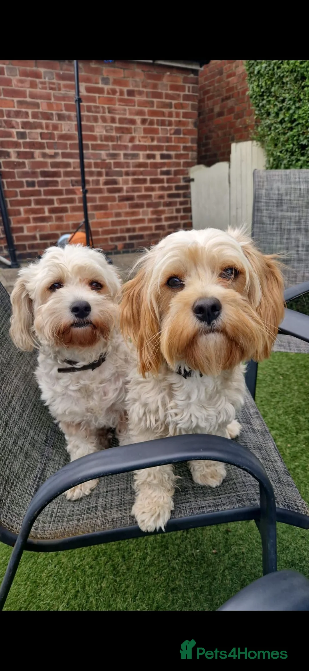 Cavachon dogs for sale: Princess - Advert 1