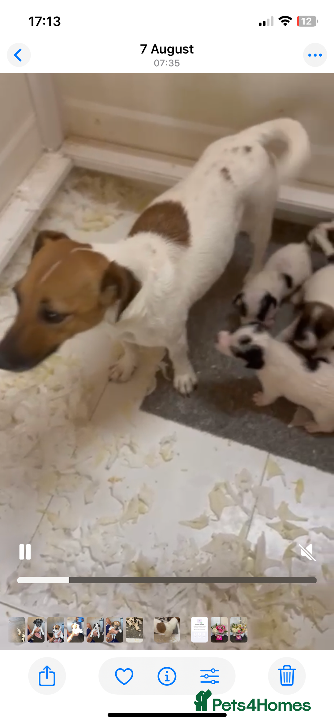 Jack Russell dogs for sale: Traditional jack Russell pups  - Image 7
