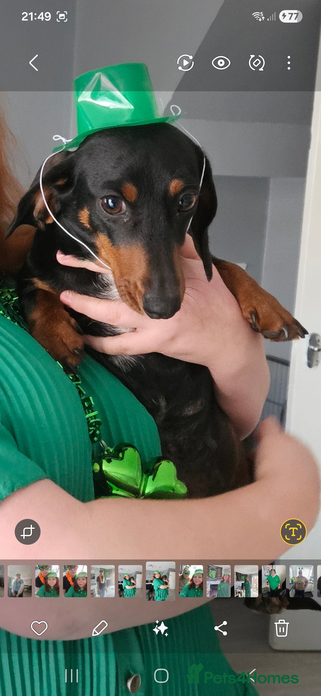 Miniature Dachshund dogs for sale: Female  2 years old  - Advert 2