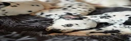 Dalmatian dogs for sale: Beautiful KC Reg Dalmatian Puppies in Newport - Advert 13