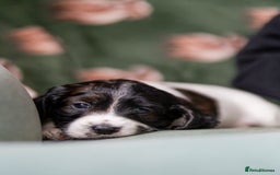 Cockapoo dogs for sale: UNIQUE SABLE BOY READY TO GO ✨ - Image 8