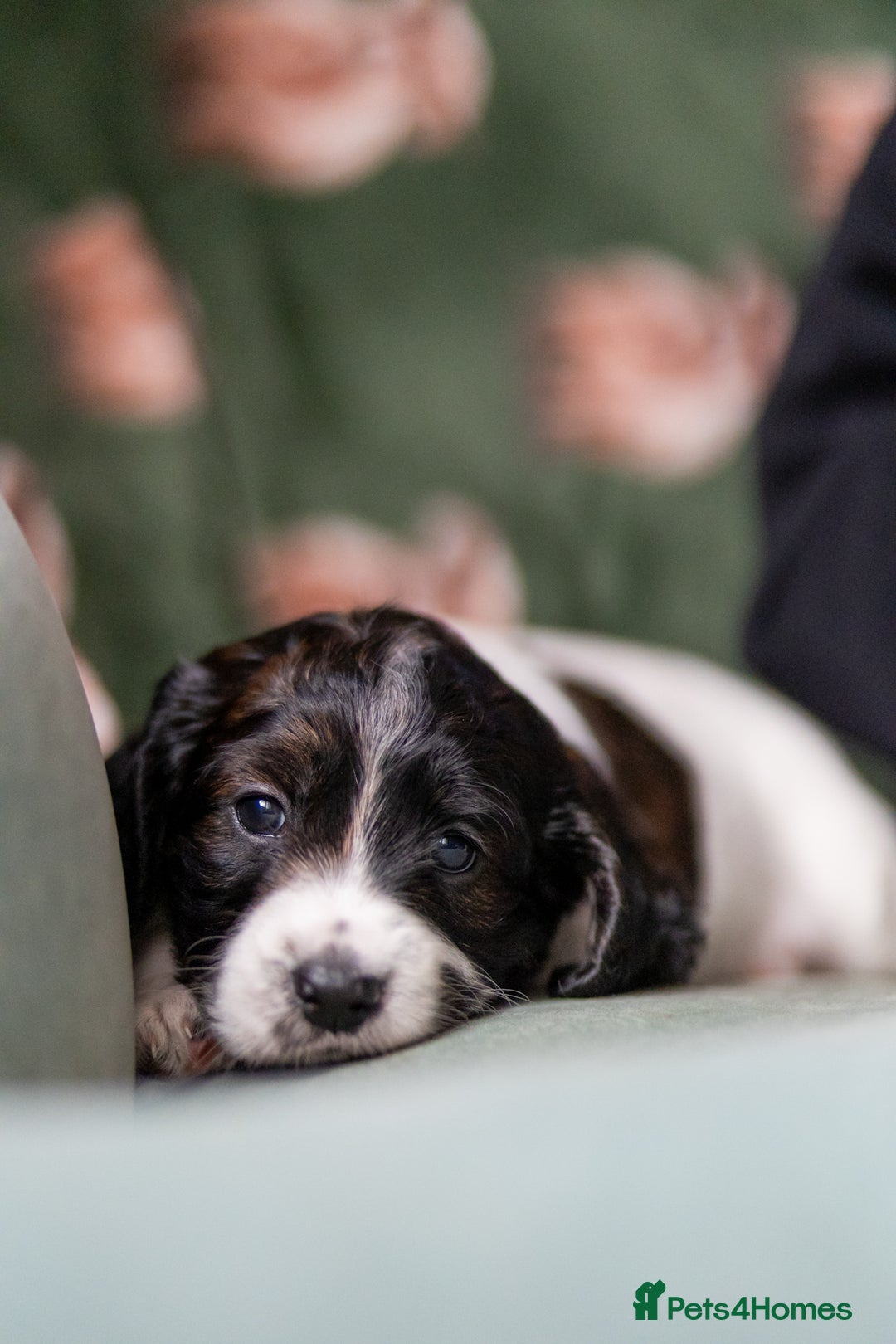 Cockapoo dogs for sale: UNIQUE SABLE BOY READY TO GO ✨ - Image 8