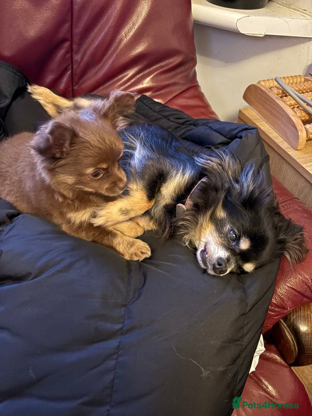 Chihuahua dogs for sale: Beautiful long hair Chihuahua girl for sale - Image 13