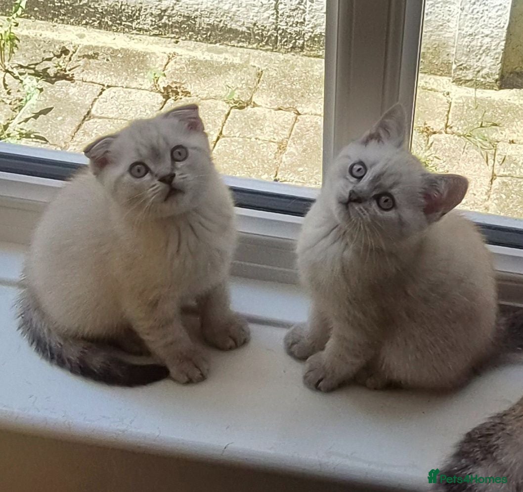 Scottish Fold cats Scottish Fold and Scottish Straight - Advert 13