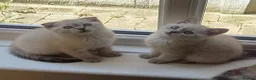 Scottish Fold cats for sale: Scottish Fold and Scottish Straight - Advert 1
