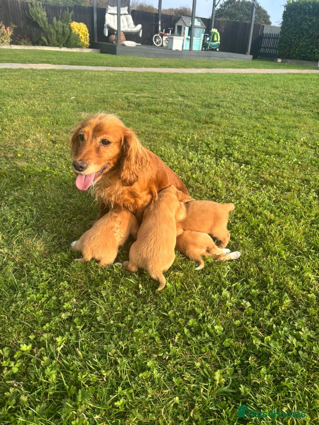 Cocker Spaniel dogs for sale: Cocker spaniel - Image 21