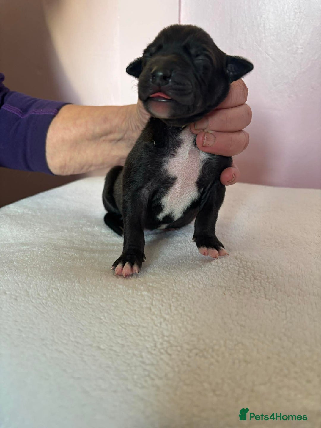 Mixed Breed dogs for sale: Bull Greyhound  - Advert 5