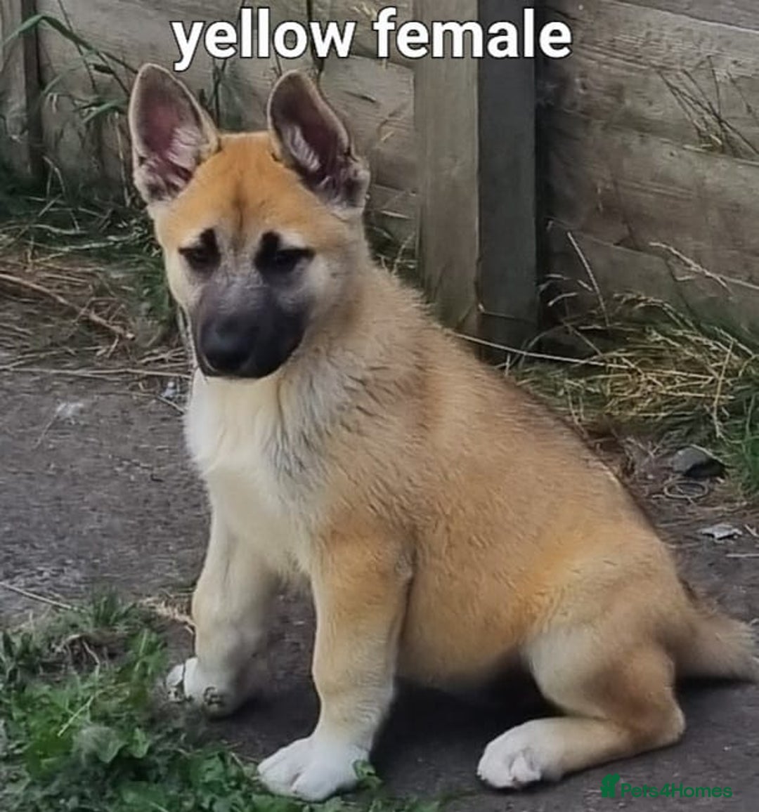 Akita dogs for sale: Huskita pups READY - Image 6