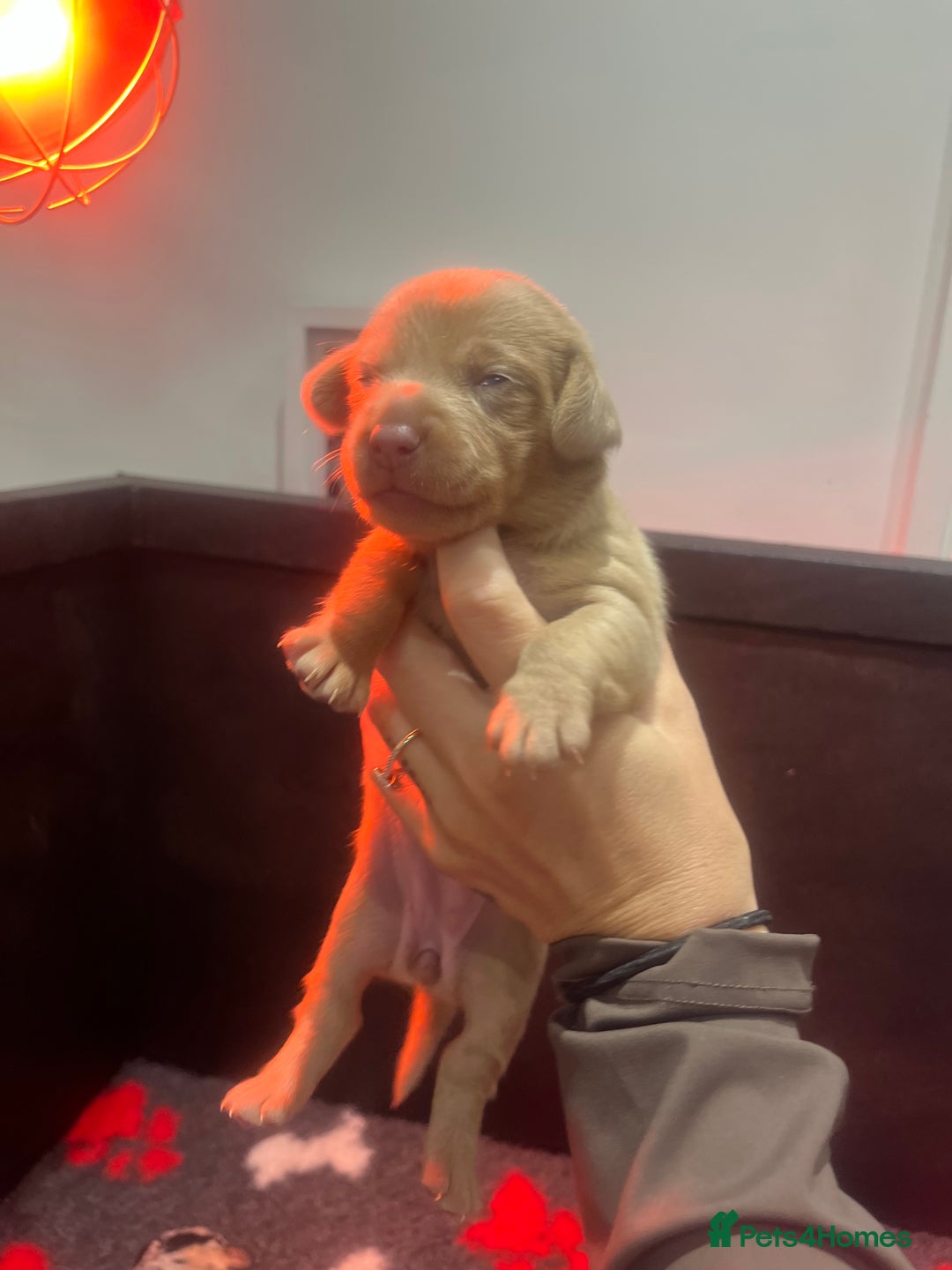 Mixed Breed dogs for sale: Adorable Dameranian puppy’s  - Advert 2